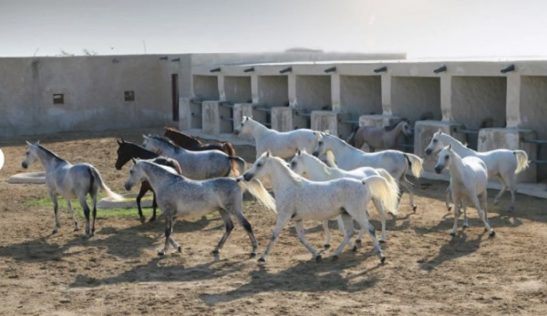 جولة في مدينة التعليم - لقاء الخيول العربية في مدينة التعليم